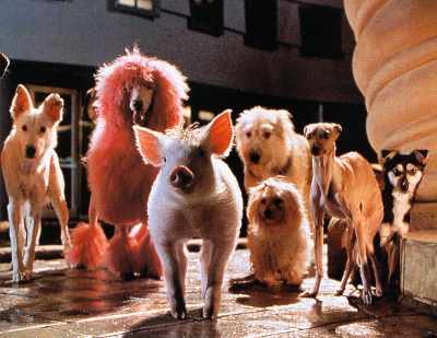 Babe-el cerdito en la ciudad.jpg (18467 bytes)