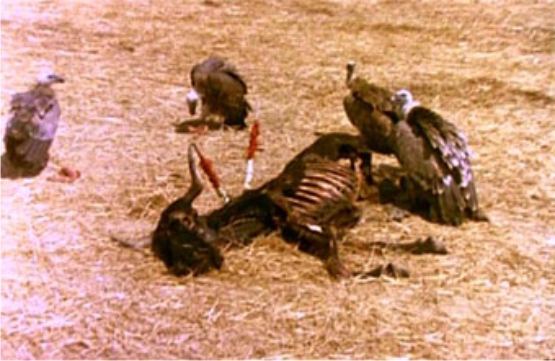 Es cierto, como dijimos antes que las simpatías de Berlanga son manifiestas, pero no lo es menos que sus críticas son generalizadas: para todos hay, porque todos fueron responsables Es cierto, como dijimos antes que las simpatías de Berlanga son manifiestas, pero no lo es menos que sus críticas son generalizadas: para todos hay, porque todos fueron responsables