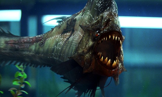piranha-13